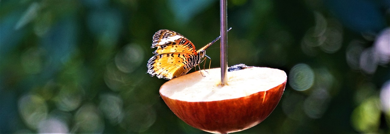 The Importance of Bio-diversity in Sustainable Living